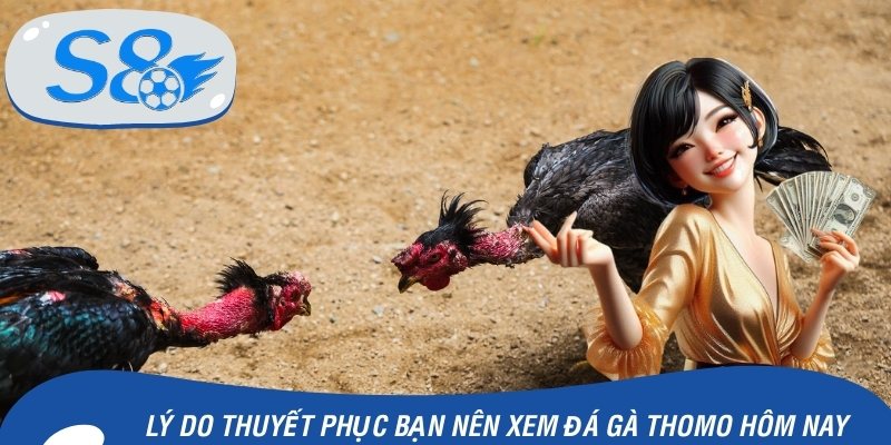 Các lý do thuyết phục bạn nên theo dõi đá gà Thomo hôm nay
