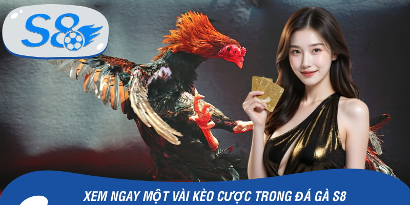 Bạn sẽ cược gì khi tham gia đá gà S8?