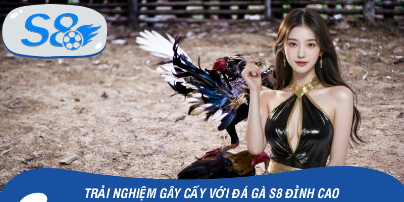 Đôi nét về sân chơi đá gà tại nhà cái S8
